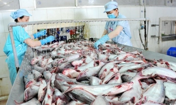 Pangasius production: To succeed, it is mandatory to know how to grasp the market